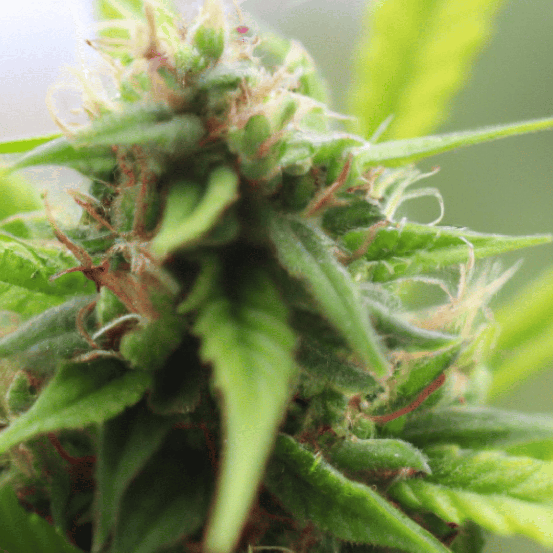 Demystifying THCA Flower: Is it Hemp or Something Else?