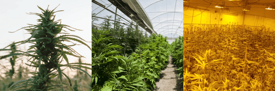Cultivation Methods: Outdoor vs Greenhouse vs Indoor Hemp Flower. Which One is Right for You?