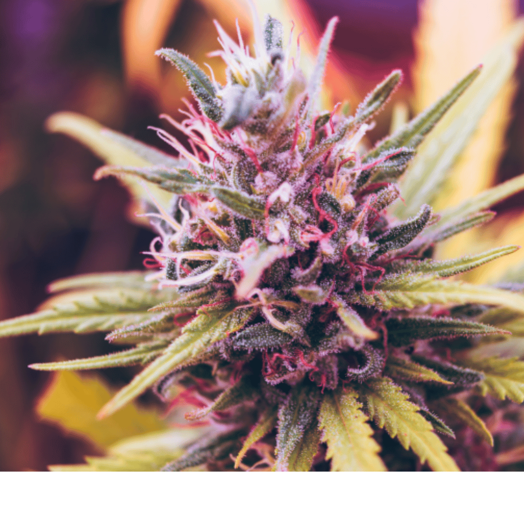 Unlocking the Power of THCA-Rich Strains: A Comprehensive Guide