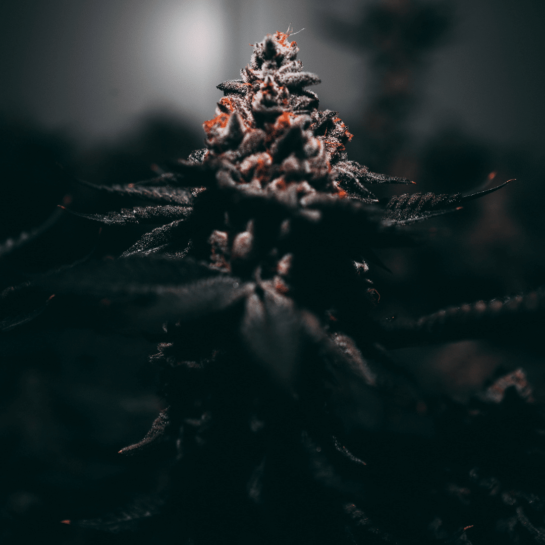 The Top CBD Hemp Strains: A Comprehensive Guide to Choosing the Right Strain for Your Needs
