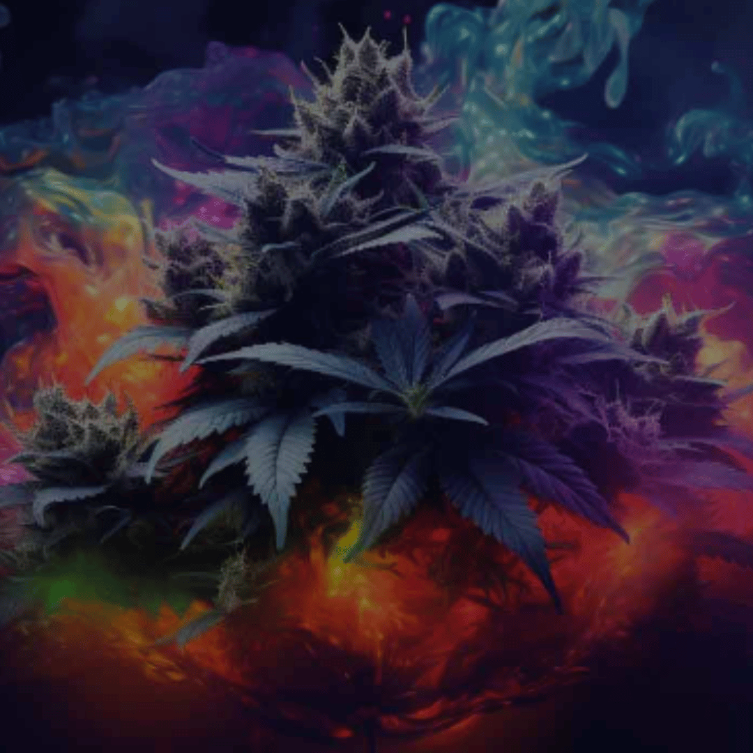 Unlocking the Potential of Cannabis with High Tetrahydrocannabinolic Acid (THCA)