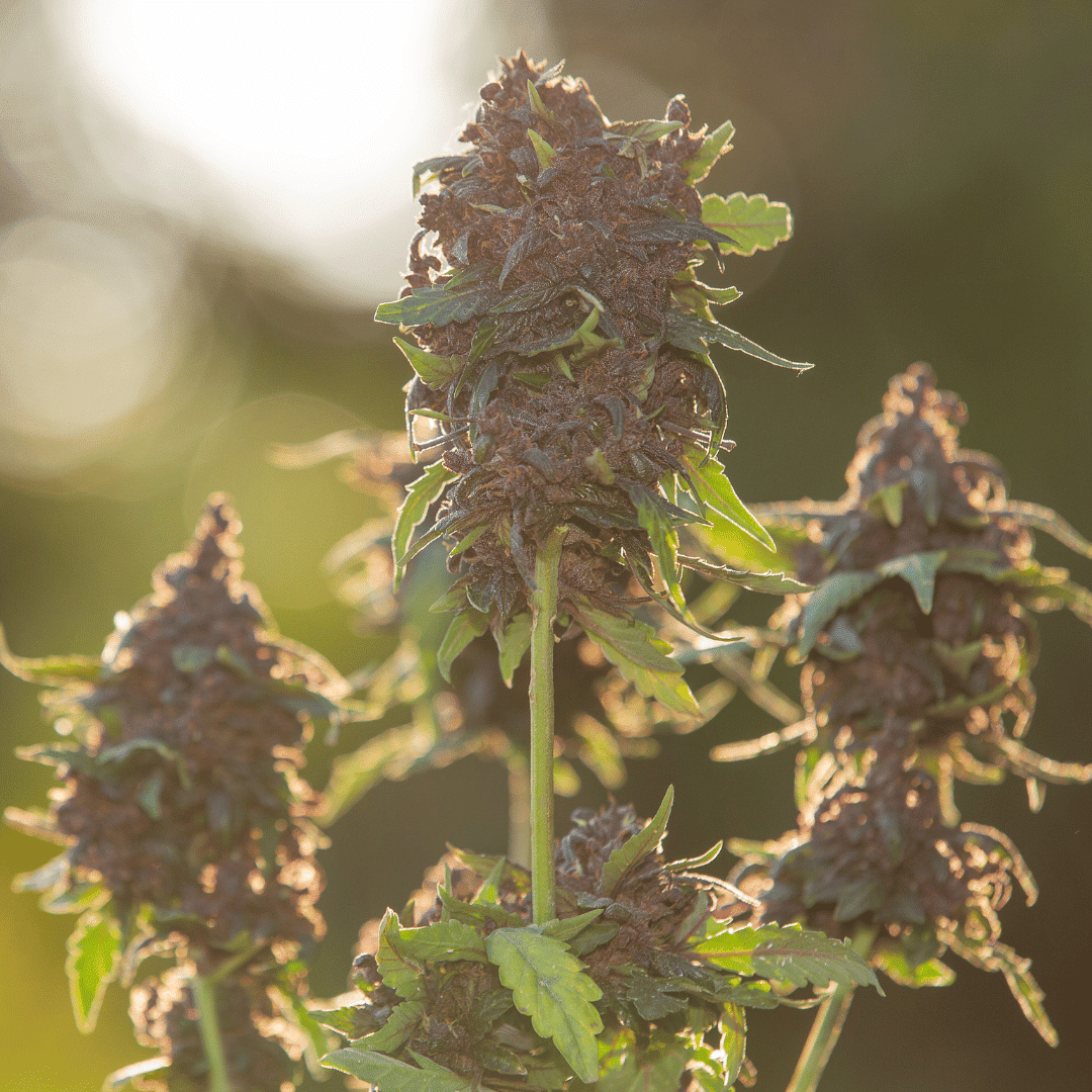 Essential Advice for Newcomers Exploring CBD Flower