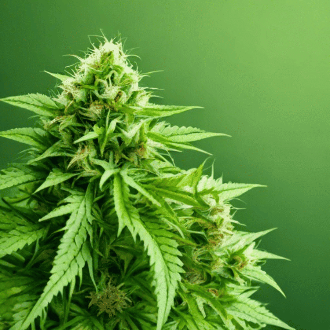 Benefits of CBD: Exploring the Potential Health and Wellness Effects