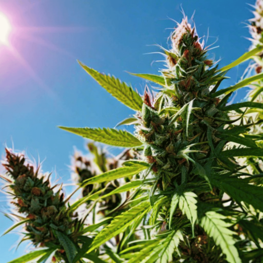 New Dawn for Cannabis: The Call for DEA to Reschedule Cannabis to Schedule 3