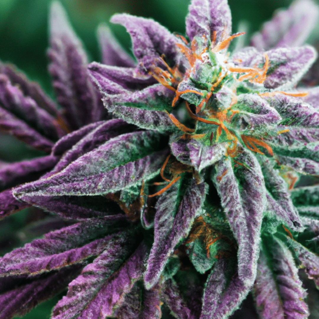 Uncovering the Fascinating History of CBD Flower: From Ancient Times to Modern-Day
