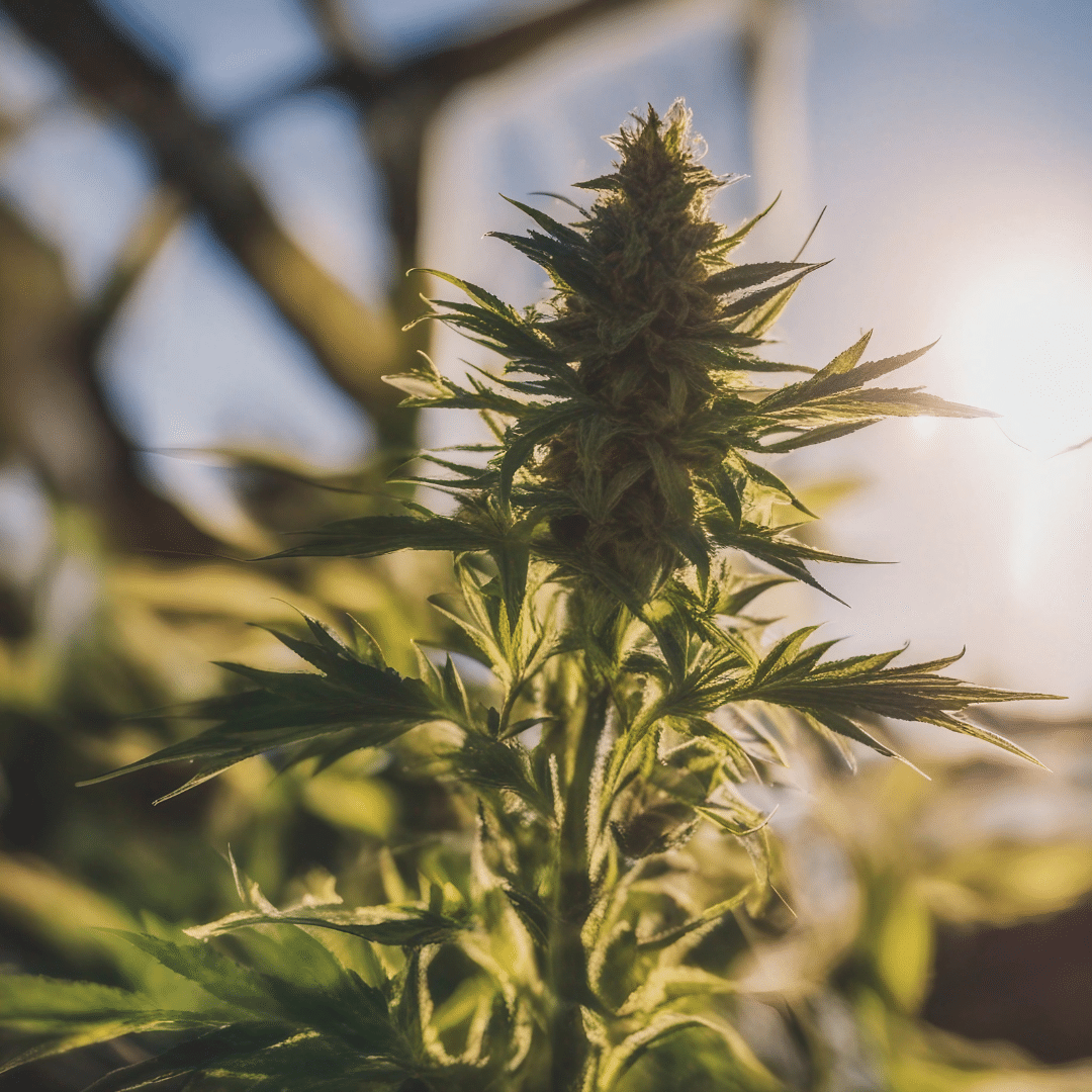 Hemp-derived CBD: What is Cannabidiol, is it For Me?