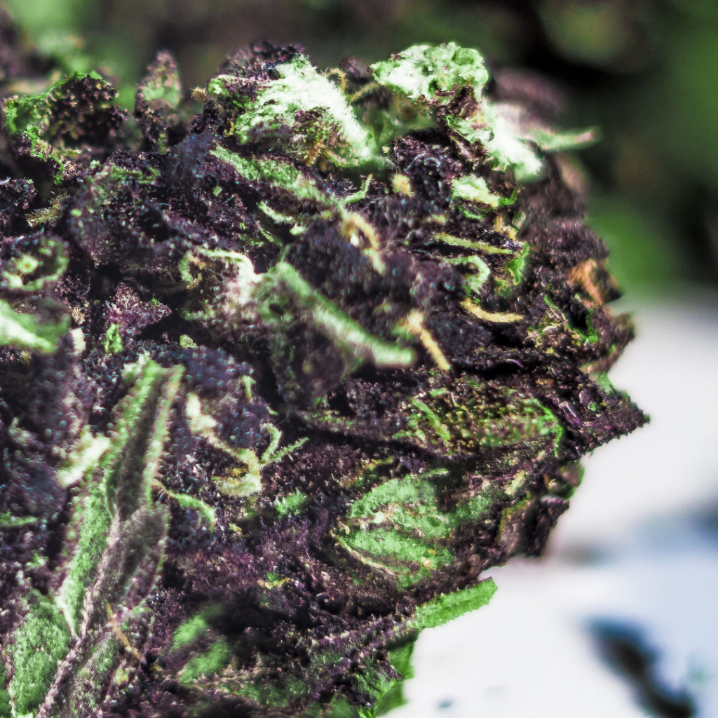 The Different Types of Terpenes Found in CBD Flower: Aromas + Effects
