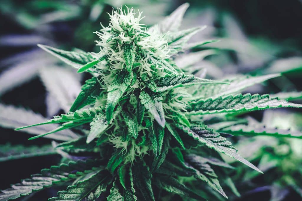 6 Amazing Benefits of Smoking Hemp Flower