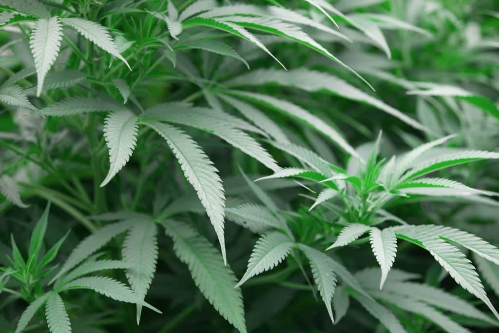 Some Things to Know Before Buying CBD for the First Time