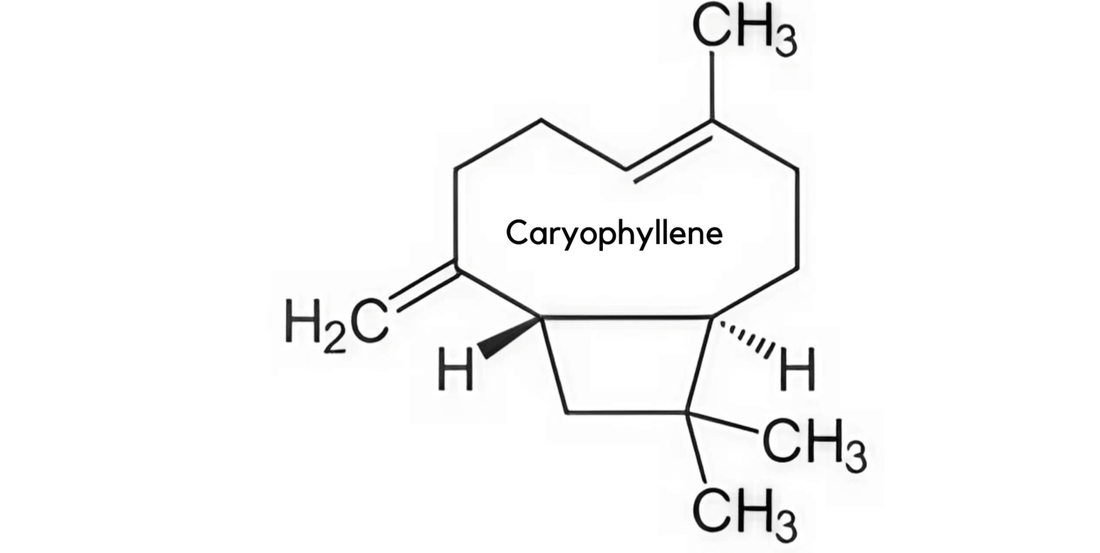 Caryophyllene and The Endocannabinoid System
