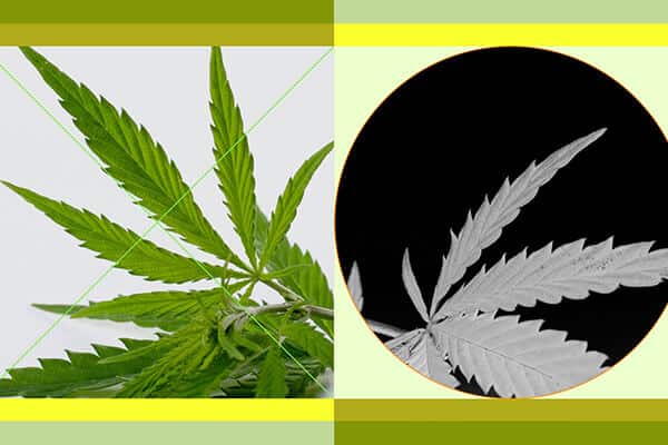 Some Uncommon and Exciting Uses for CBD
