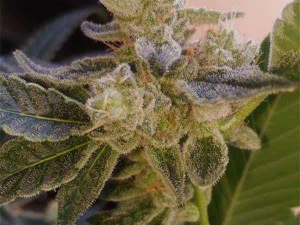 What are the top-shelf CBD Flowers? Are they most potent?