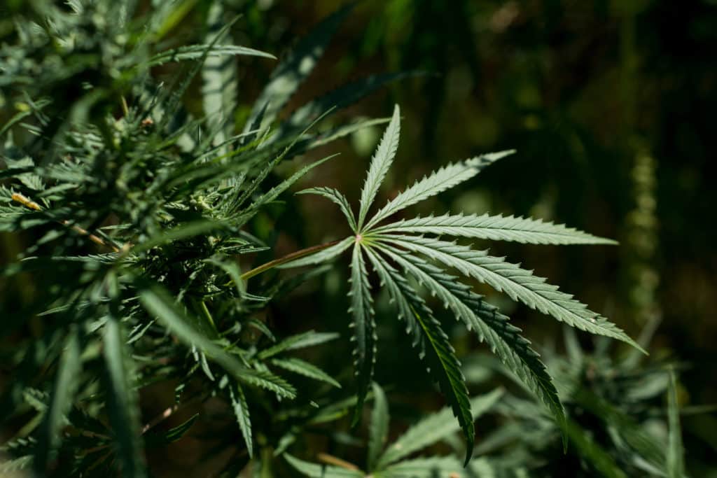 Can We Store CBD Hemp Flower? : Complete Store Guidance
