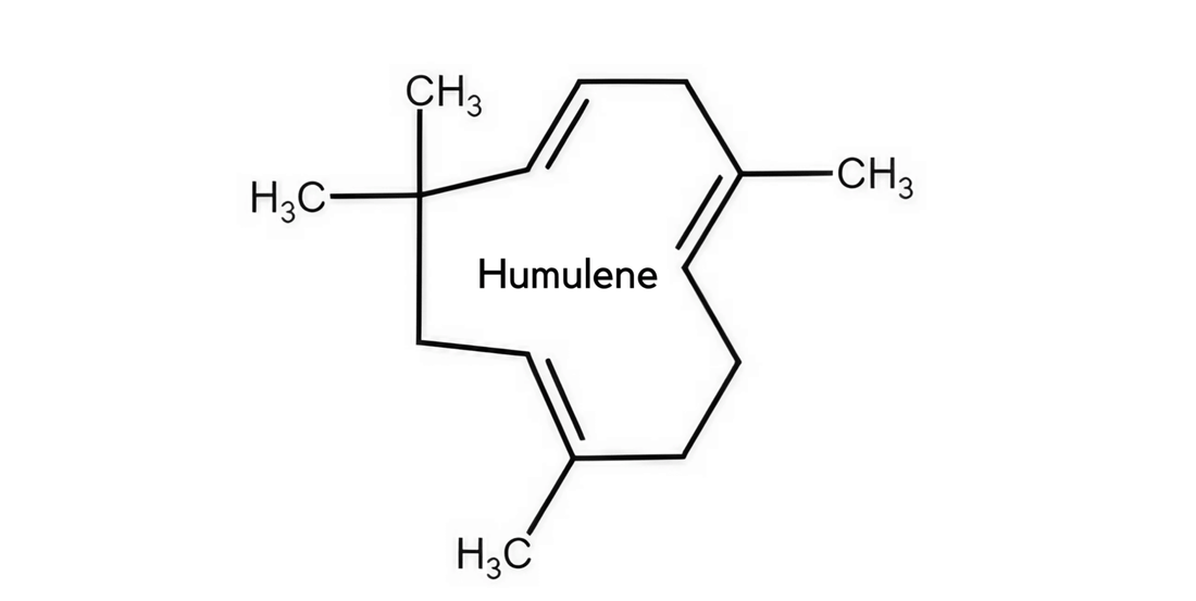 Unlocking the Weight Loss Secret of CBD Flower with Humulene