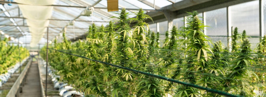Is Delta 8 CBD? – What You Need To Know