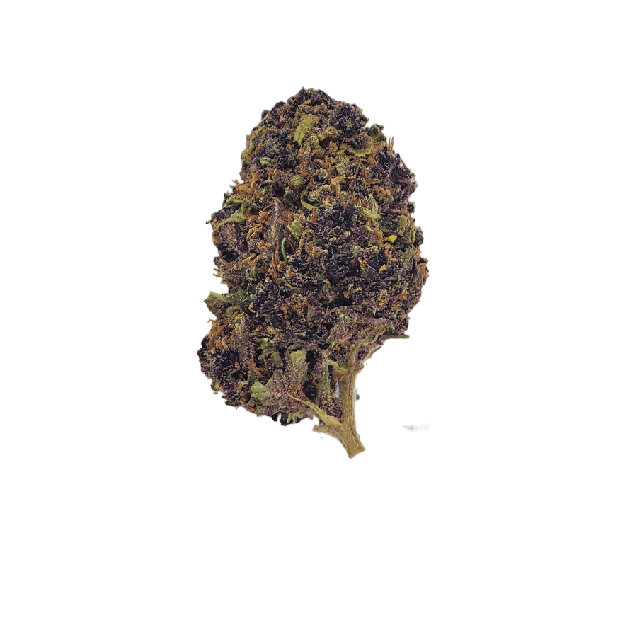 Close-up of a dense Granddaddy Purple (GDP) THCa flower bud, showcasing deep purple hues, dark green sugar leaves, and vibrant orange pistils, with a frosty coating of trichomes. The bud has a chunky, conical shape and a rich, textured surface.