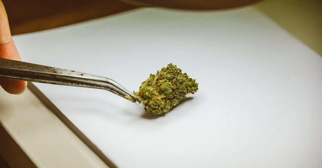 Diverse people meeting in wellness store discussing CBD flower options