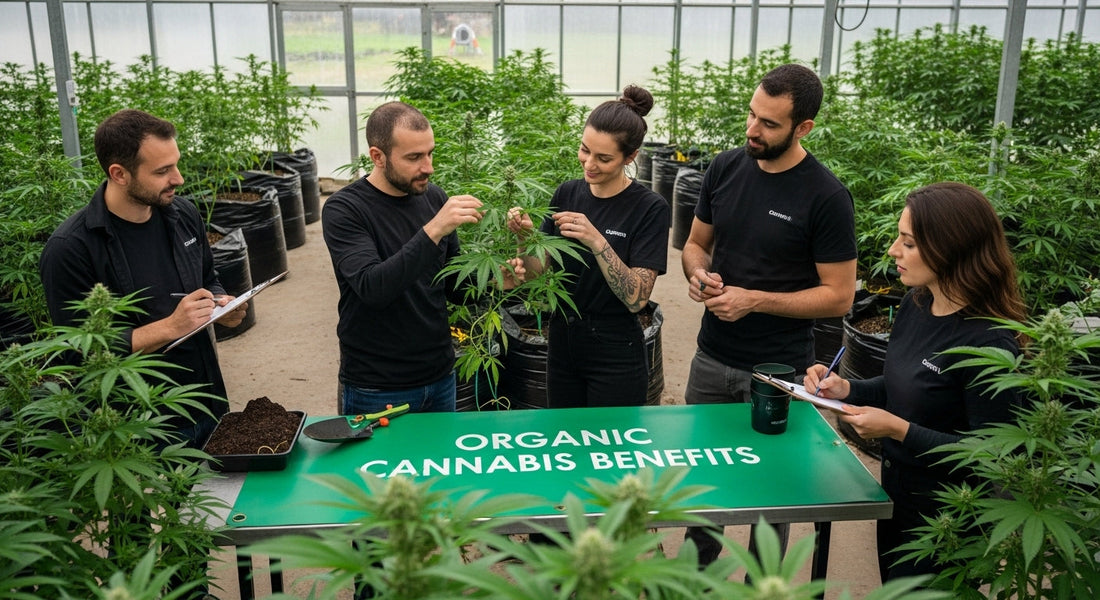 organic cannabis benefits wellness