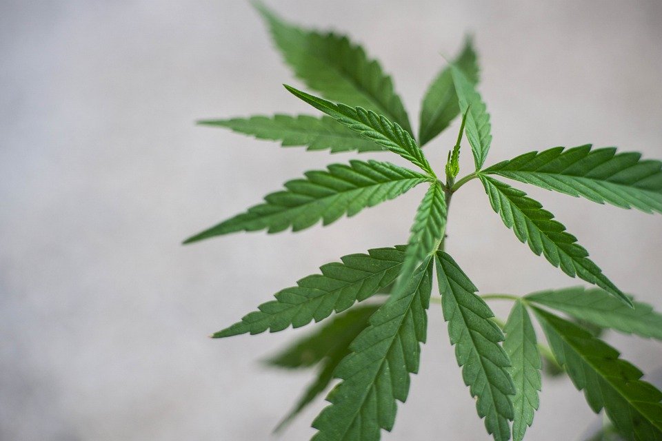What You Will Feel After Taking CBD?