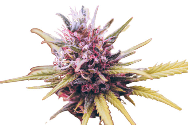 Gelato CBD vape and smoke guidance