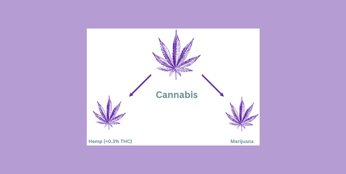 Hemp vs Marijuana: Understanding the Key Differences