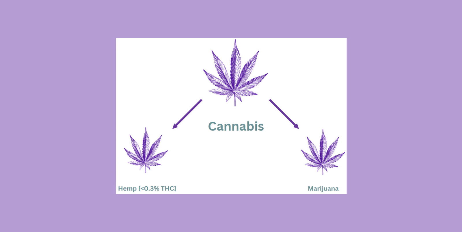 Hemp vs Marijuana: Understanding the Key Differences