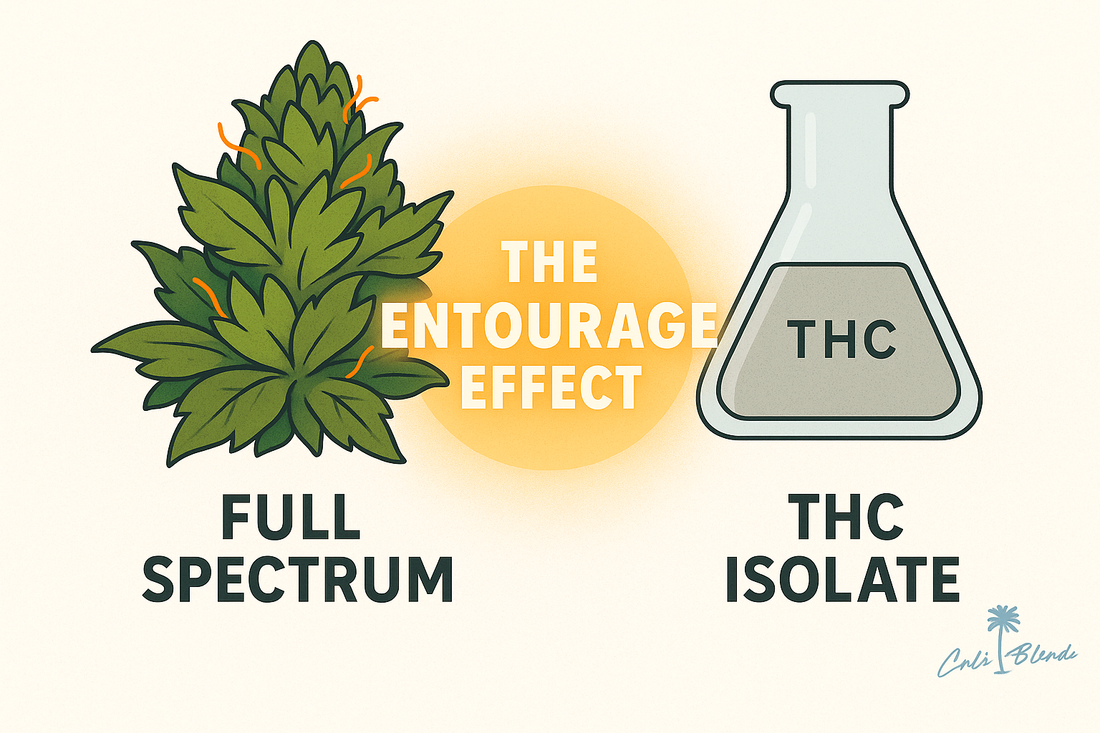 Split-screen illustration showing full-spectrum cannabis flower on the left and isolated THC molecule in a lab vial on the right, highlighting the entourage effect with clean California design.