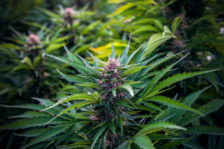 Way to cure your hemp flower