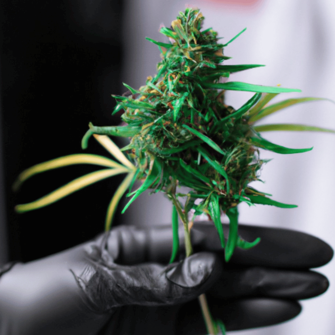 Optimal Harvest Time for CBD Buds: Maximizing Potency and Quality
