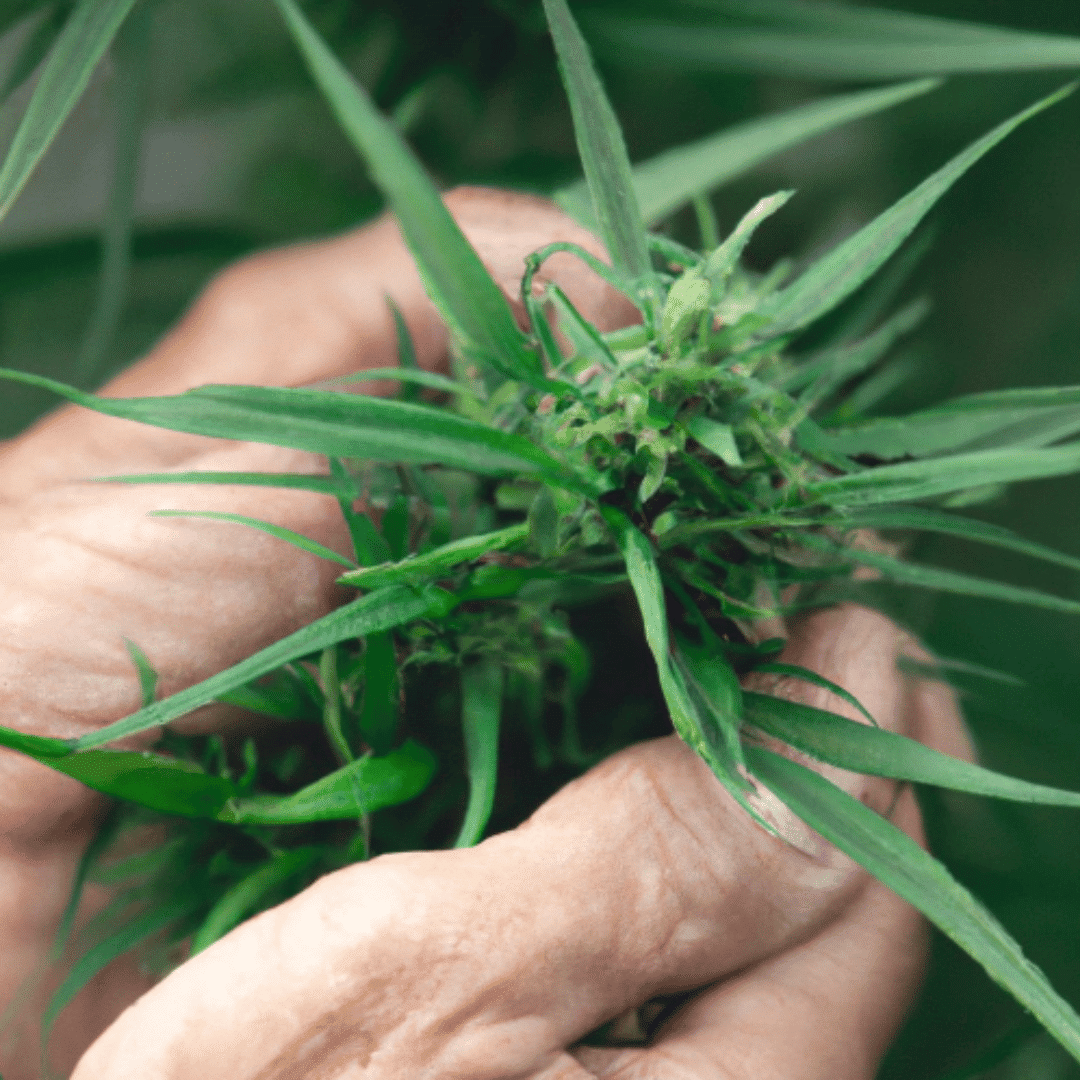 The Environmental Impact of CBD Flower Farming: Understanding the Sustainability Challenges and Solutions