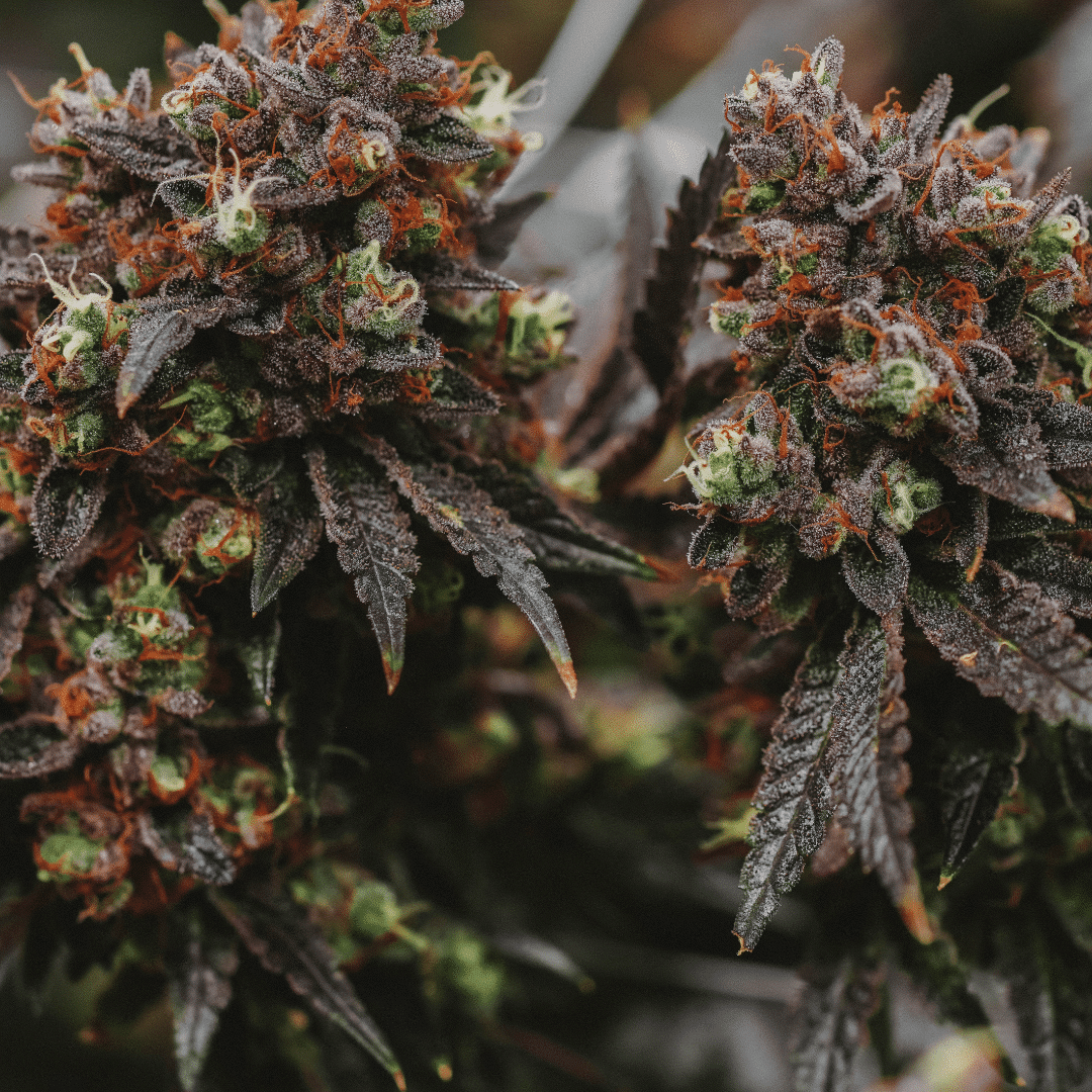 Raising the ‘High’ Bar: Cannabis with Elevated THCA Takes You to New Heights