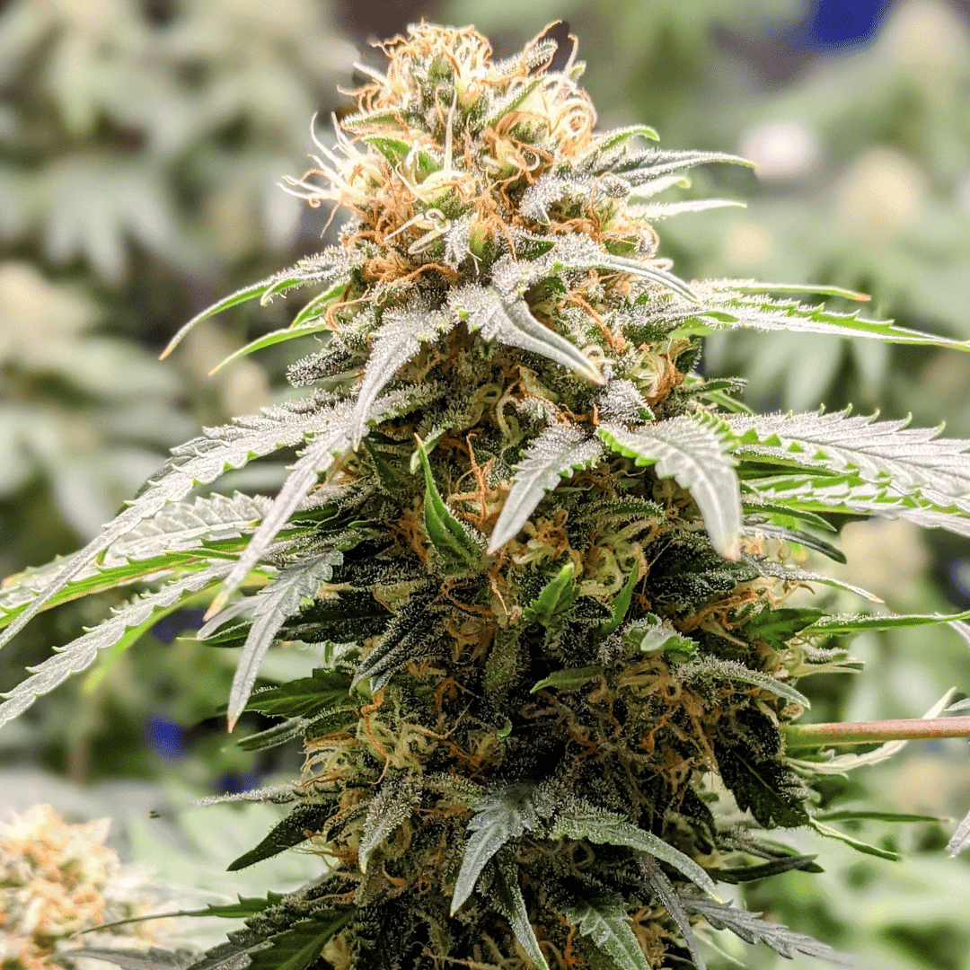 Discover the Top 3 Cannabis Strains for Relaxing