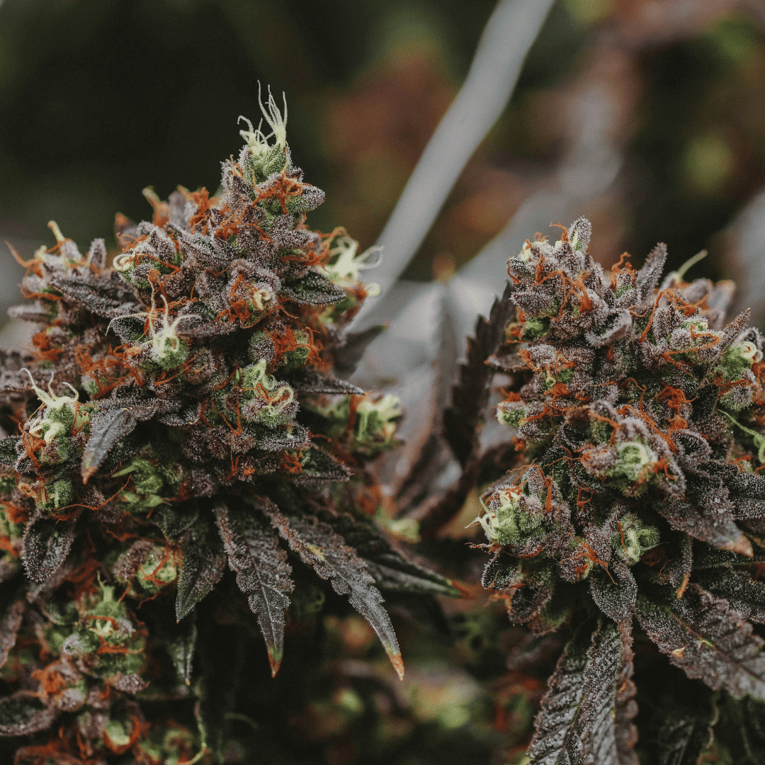 Debunking 5 Common Myths About THCA Flower