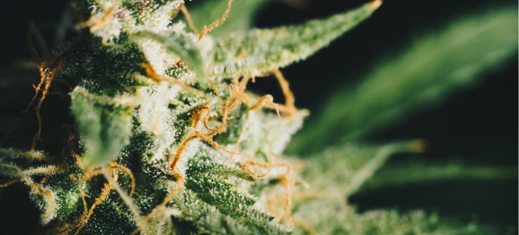 What is Biphasic Effect of CBD: Ultimate Guide?