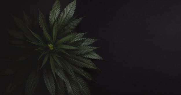 How to know if Granddaddy purple is the right choice for you?