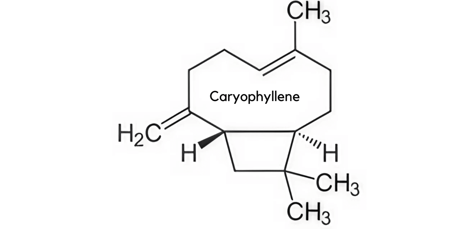 Caryophyllene: The Complete Guide to Cannabis’s Spicy, Grounding Terpene