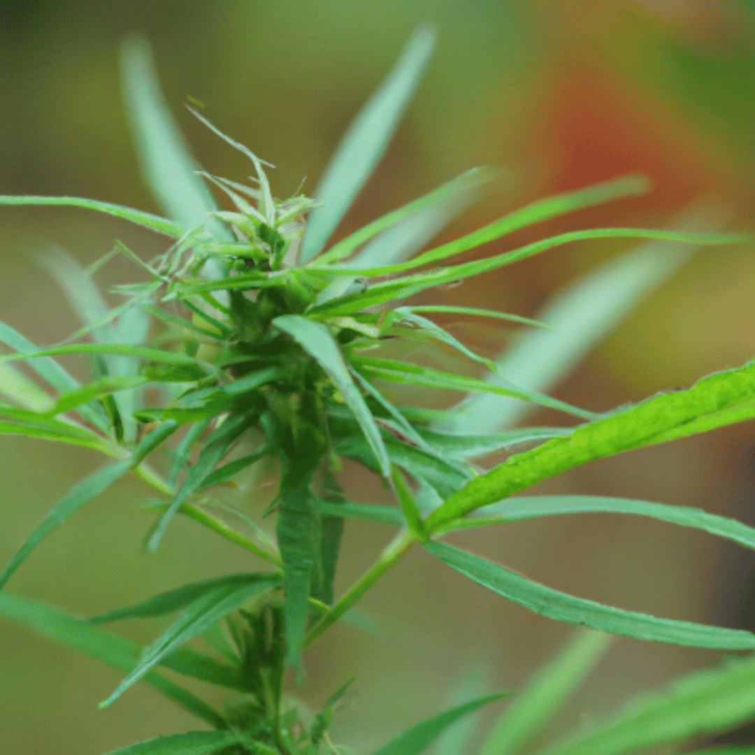 Discover the Benefits and Uses of CBD-Rich Hemp Flower: The Ultimate Guide