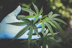 All CBD Products belongs to Nature: Know Everything about Hemp