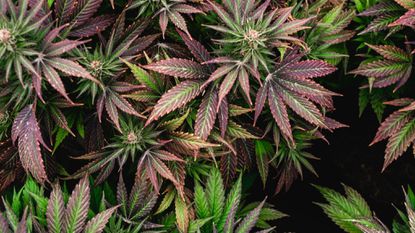 CBD hemp flower – Terpenes for insomnia