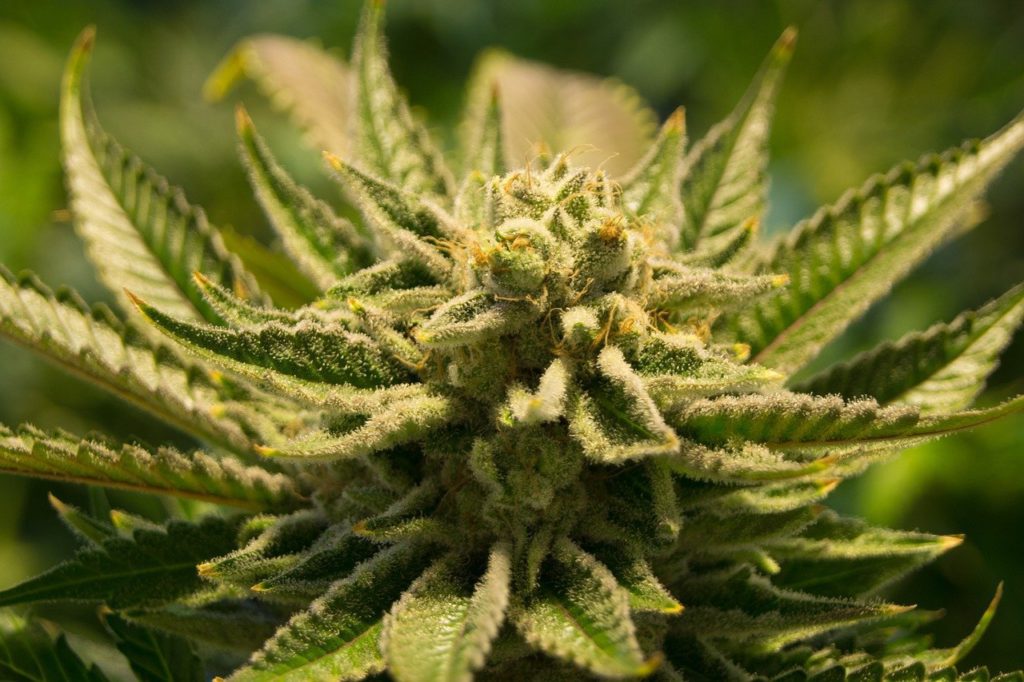 What should you expect when you smoking CBD?