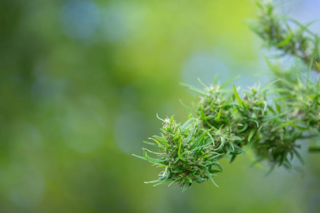 The Ultimate Guide to safely buy CBD flower online