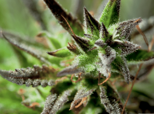Unlocking the Secrets: How is THCA Flower Made and What Makes it Unique?