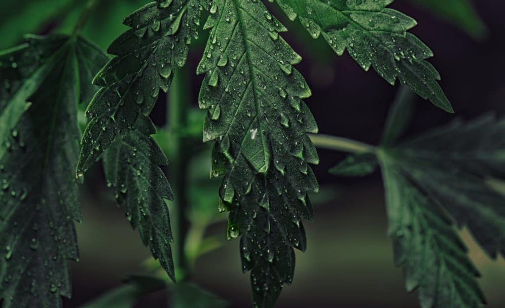 How to Stay Healthy With CBD Hemp Flower