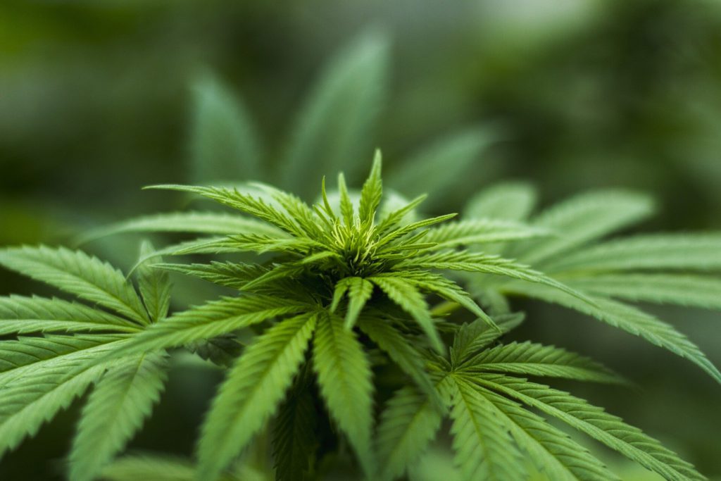 What are the Benefits of Hemp Honey Products?