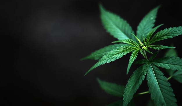 The Comprehensive Guide to Sour Diesel – Everything You Need to Know