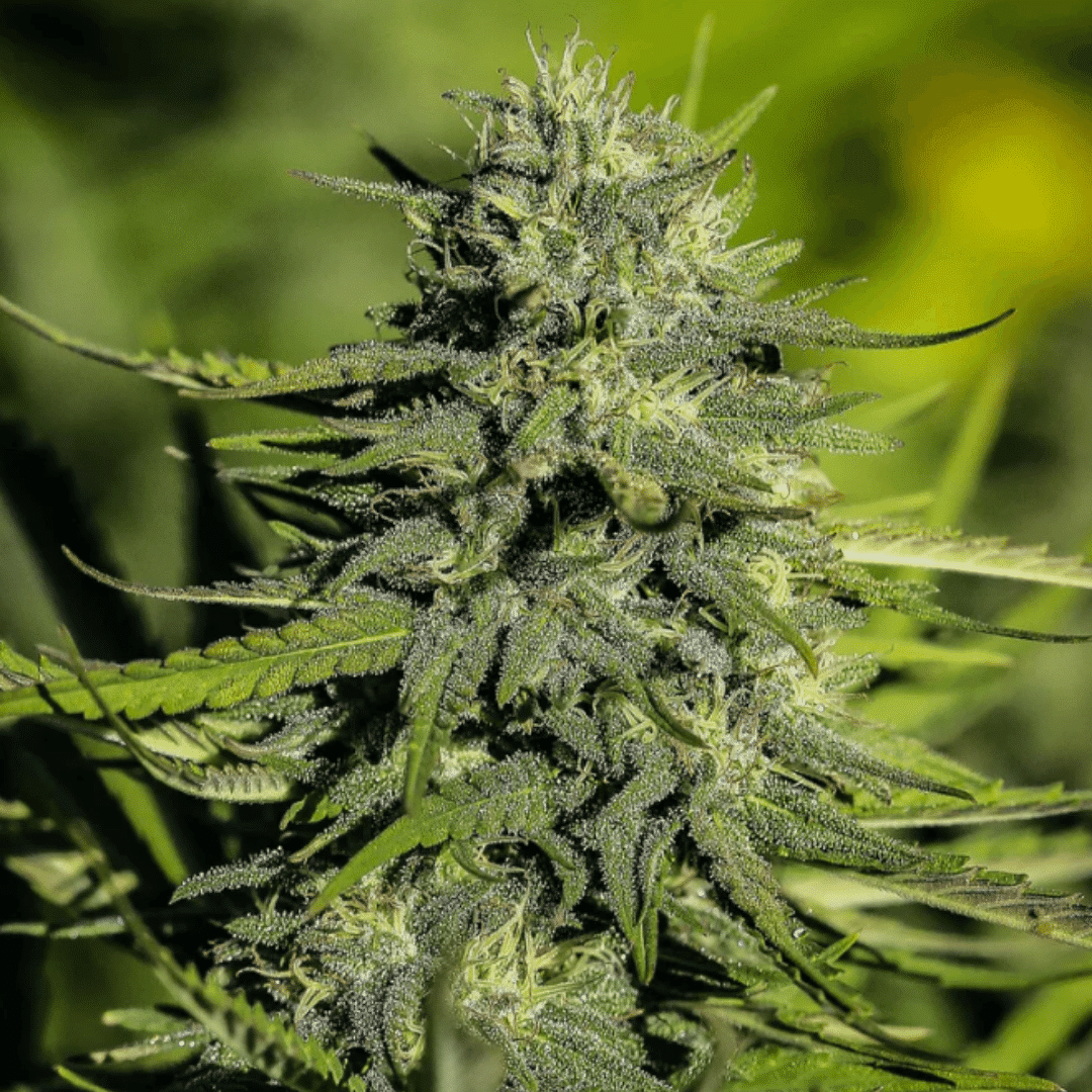 Discover the Best Pain-Relief Cannabis Strains for Natural Relief and Relaxation