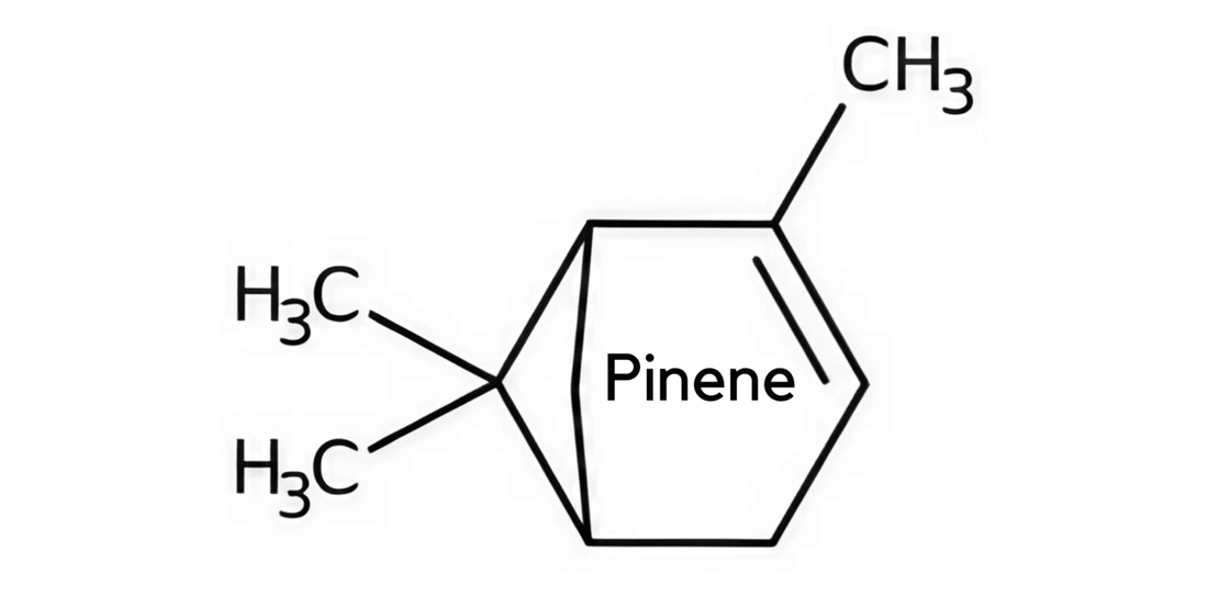 Pinene in CBD Flower: A Natural Antibacterial Agent