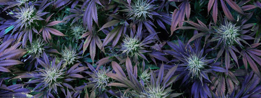 Delicious guidance for hemp breakfast