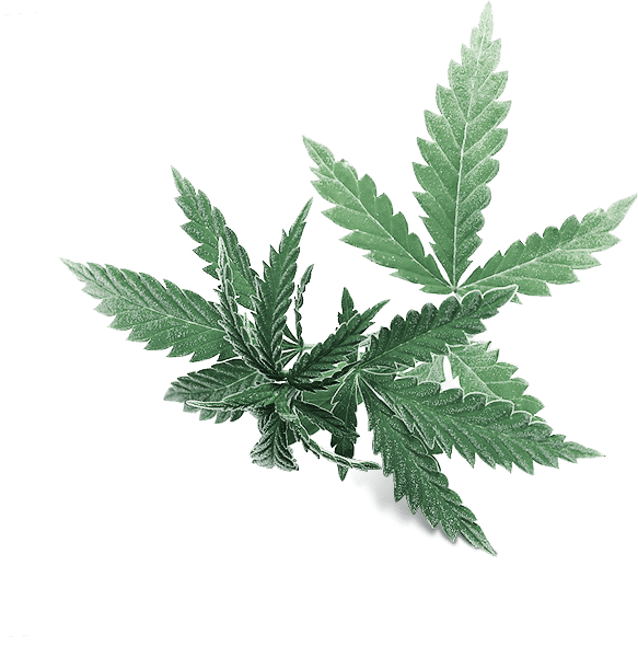 The complete guide to CBD Flower