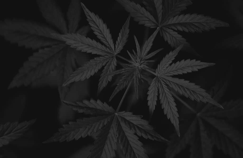 Can you eat all hemp food know everything